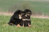 DOGUE DU TIBET 354